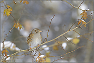 und noch einmal... Heckenbraunelle *Prunella modularis*