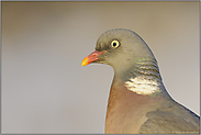 pigmentfrei... Ringeltaube *Columba palumbus*