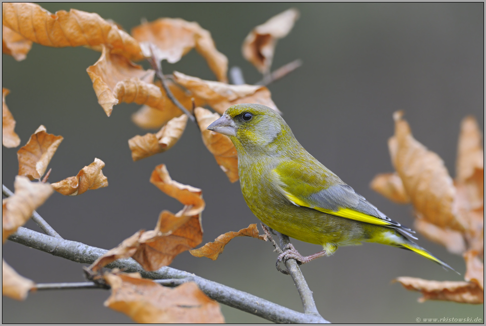 Vegetarier... Grünfink *Carduelis chloris*