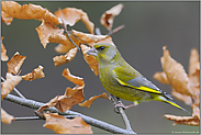 Vegetarier... Grünfink *Carduelis chloris*