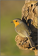 Sonnenbad... Rotkehlchen *Erithacus rubecula*