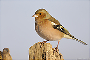 ganz groß... Buchfink *Fringilla coelebs *