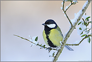 bitterkalt... Kohlmeise *Parus major*