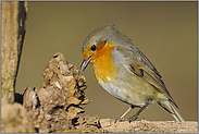 Leckerschmecker... Rotkehlchen *Erithacus rubecula*