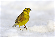 auf Stippvisite... Goldammer *Emberiza citrinella*