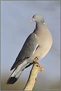 durchbrochen... Ringeltaube *Columba palumbus*