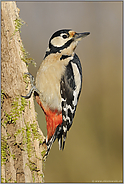 Vorreiter "Vogel des Jahres 1997"... Buntspecht *Dendrocopos major*