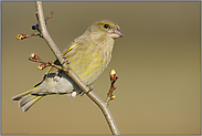 das Weib... Grünfink *Carduelis chloris*