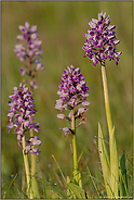 in der Orchideenwiese... Helm-Knabenkraut *Orchis militaris*