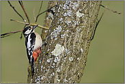 oben im Baum... Buntspecht *Dendrocopos major*