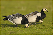 Nonnen unter sich... Weißwangengänse *Branta leucopsis*