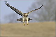 Anflug... Mäusebussard *Buteo buteo*