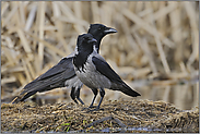 treu verbunden... Nebelkrähen *Corvus corone cornix*