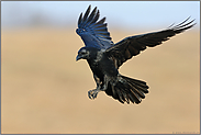 im Anflug... Kolkrabe *Corvus corax*