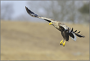 vor der Landung... Seeadler *Haliaeetus albicilla*