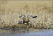 am Gewässerrand... Seeadler *Haliaeetus albicilla*