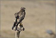 der Braune... Mäusebussard *Buteo buteo*