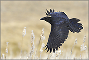 ganz schön schnell... Kolkrabe *Corvus corax*