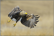 mit Schwung... Seeadler *Haliaeetus albicilla*