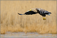 Anflug... Seeadler *Haliaeetus albicilla*