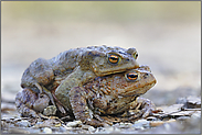 unterwegs... Erdkröten *Bufo bufo*