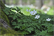 im Frühlingswald... Buschwindröschen *Anemone nemorosa*