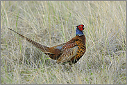 ein Prachtkerl... Jagdfasan *Phasianus colchicus*