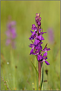 in Blüte...  Sumpf-Knabenkraut *Orchis palustris*