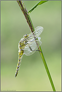 früh d'ran... Großer Blaupfeil *Orthetrum cancellatum*