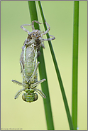 guck' mal, wer da schlüpft... Großer Blaupfeil *Orthetrum cancellatum*