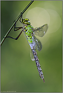 geheimnisvoll... Königslibelle *Anax imperator*