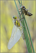 fast geschafft... Vierfleck *Libellula quadrimaculata*