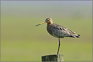 weites Land... Uferschnepfe *Limosa limosa*