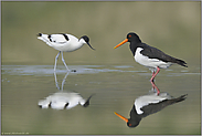 das Treffen... Watvögel *Haematopus ostralegus, Recurvirostra avosetta*