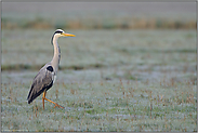 auf Nahrungssuche... Graureiher *Ardea cinerea*