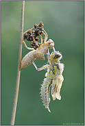 frisch geschlüpft... Vierfleck  *Libellula quadrimaculata*