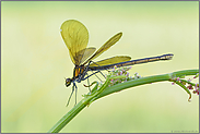 anspruchsvoll... Blauflügel-Prachtlibelle *Calopteryx virgo*