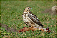 am Aas... Mäusebussard *Buteo buteo*