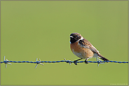 zugewandt... Schwarzkehlchen *Saxicola torquata