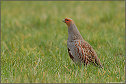 Einzelgänger "Vogel des Jahres 1991"... Rebhuhn *Perdix perdix*