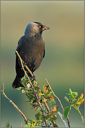 in den Dünen "Vogel des Jahres 2012"... Dohle *Corvus monedula*