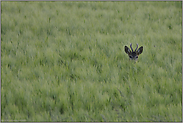 in Deckung... Rehbock *Capreolus capreolus*