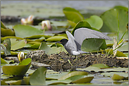 schutzbedürftig... Trauerseeschwalbe *Chlidonias niger*