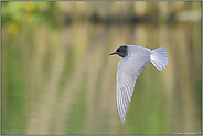 im Vorbeiflug... Trauerseeschwalbe *Chlidonias niger*