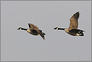 nicht zu überhören... Kanadagänse  *Branta canadensis*