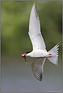 Heimflug... Flußseeschwalbe *Sterna hirundo*