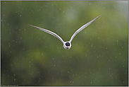 Raindrops... Flussseeschwalbe *Sterna hirundo*