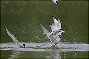 Zoff... Flußseeschwalben *Sterna hirundo*