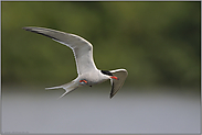 voller Dynamik... Flußseeschwalbe *Sterna hirundo*