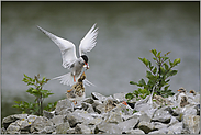 uuupps... Flußseeschwalbe *Sterna hirundo*